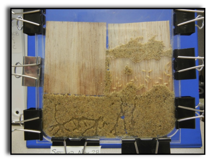 Termite farm photos | MICROBES AND MORE