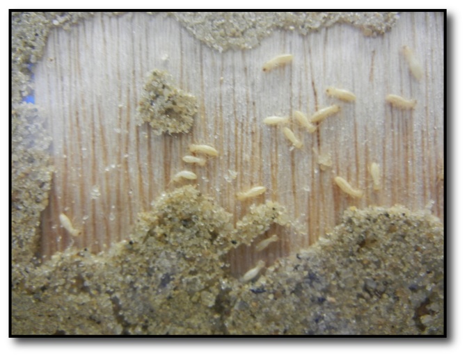 Termite farm photos | MICROBES AND MORE